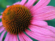 57532_wallpaper280.jpg